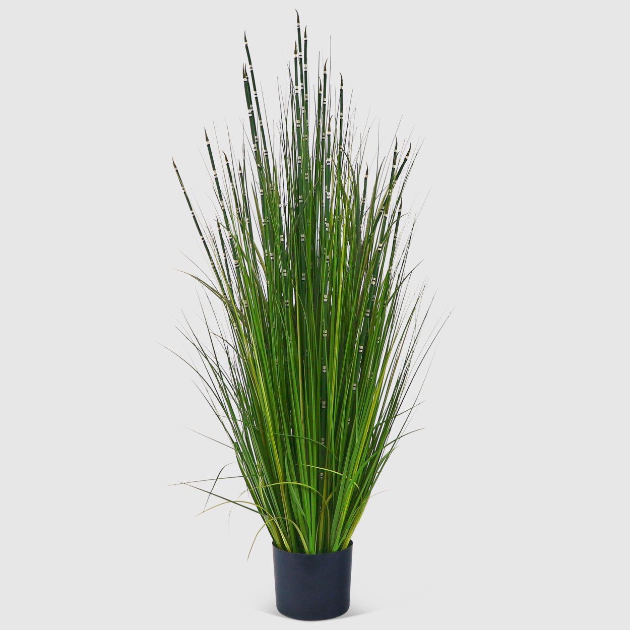 Овсяница в горшке