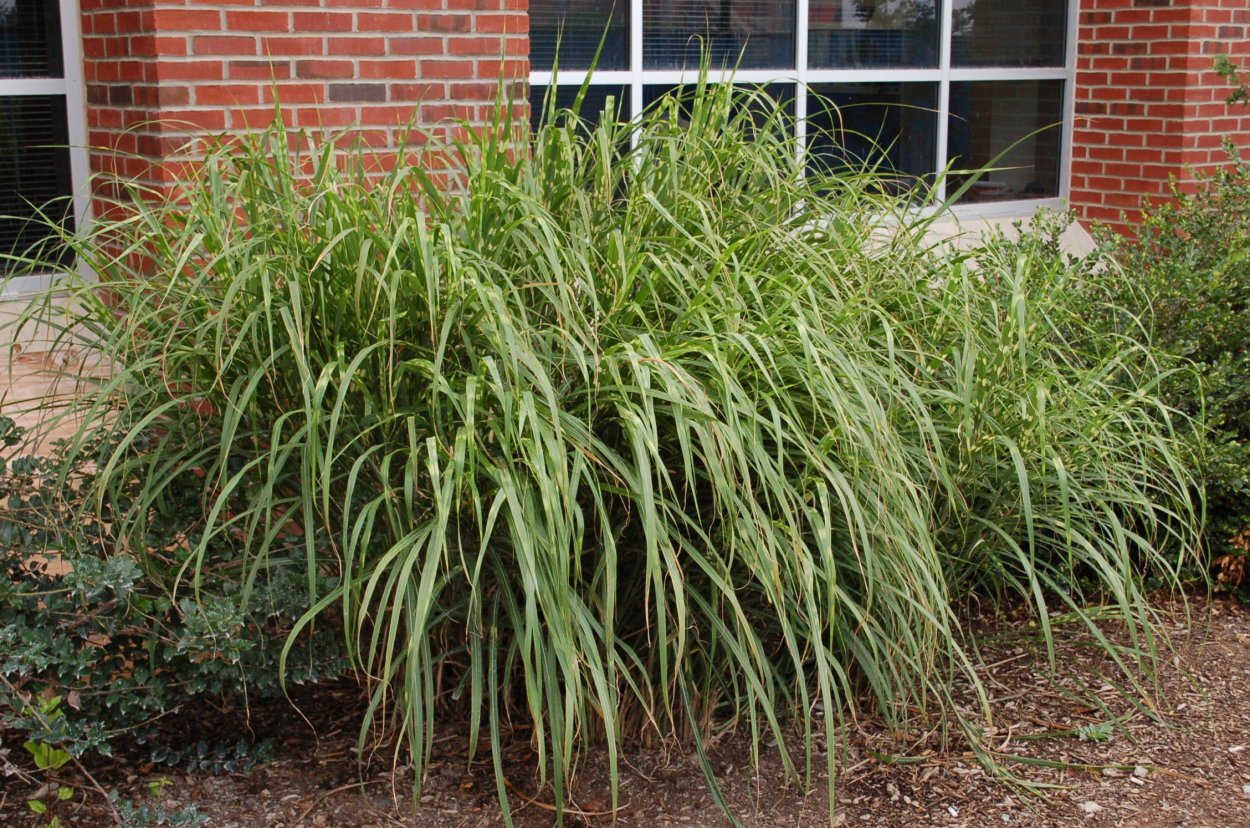 Вейник остроцветковый Карл Форстер