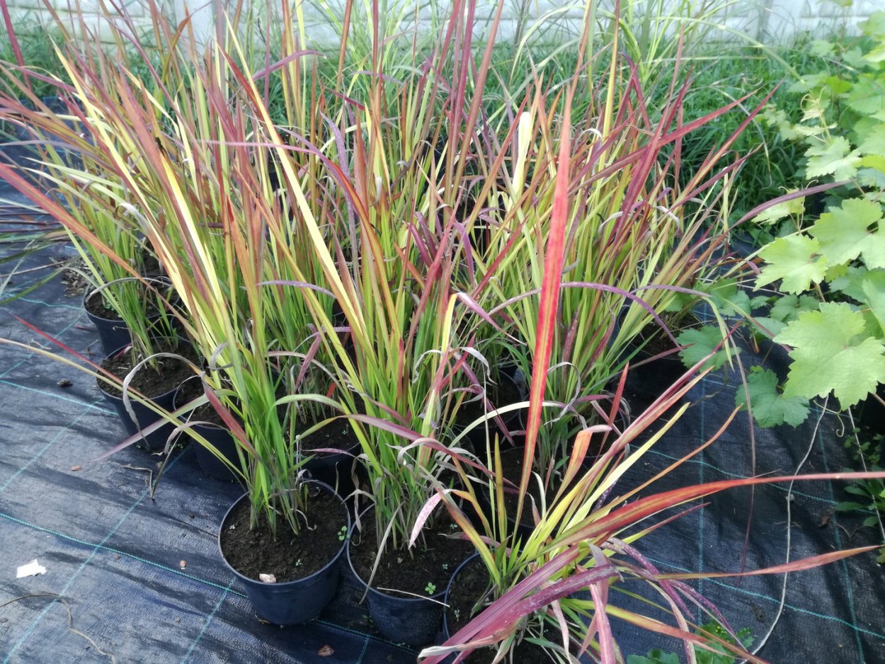 Кортадерия Селло Пинк