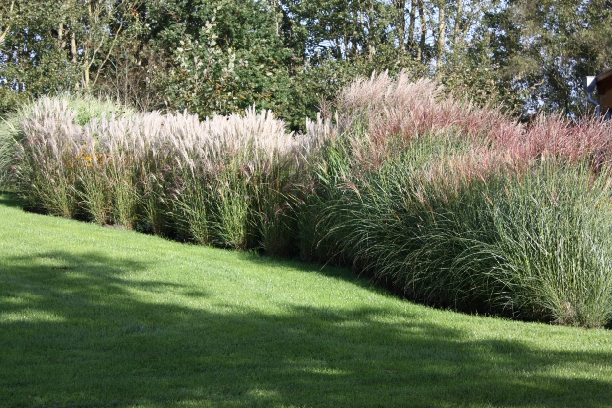 Осока Морроу Вариегата