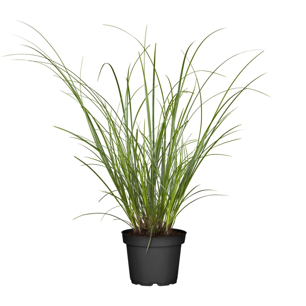 Мискантус Red Chief