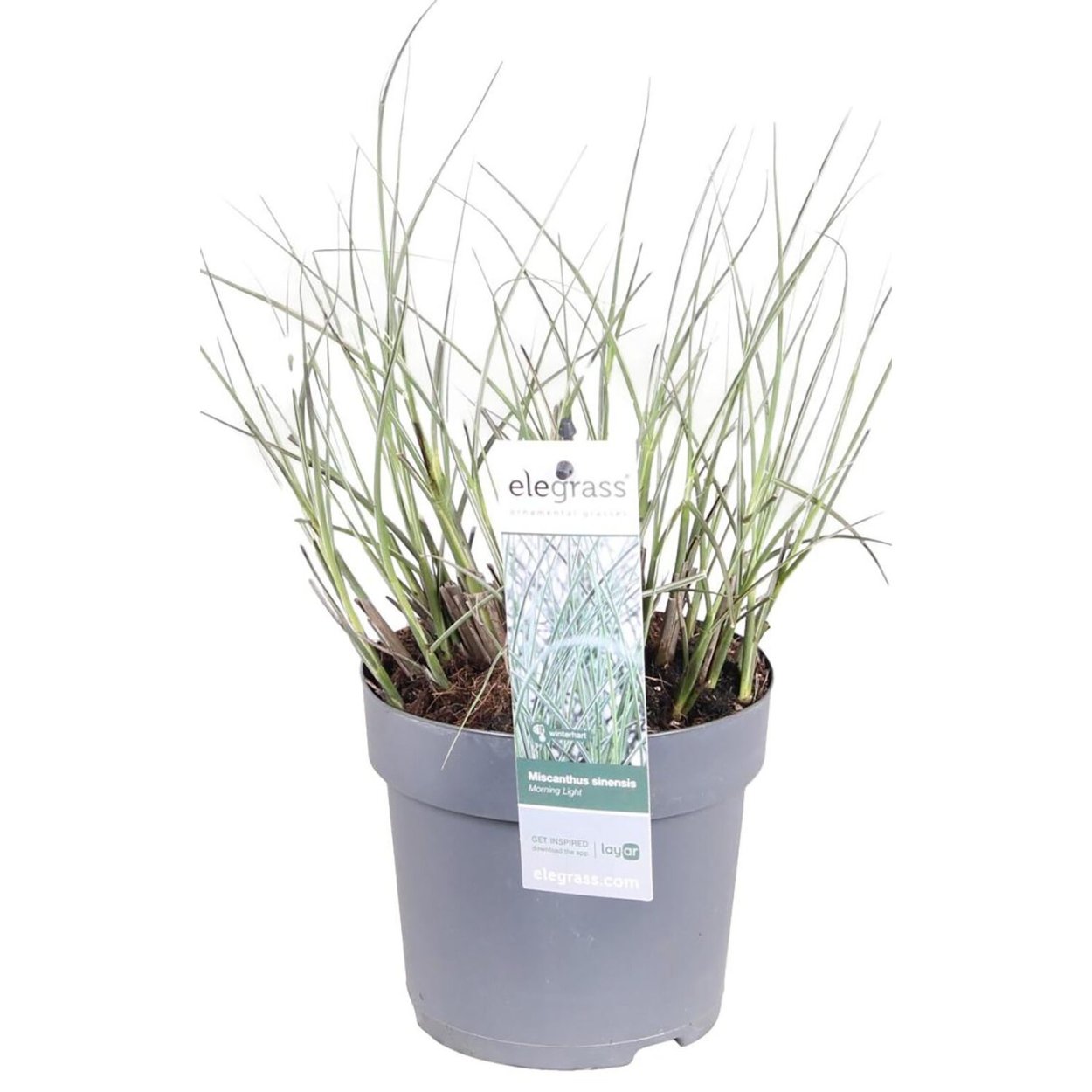 Мискантус китайский Зебринус