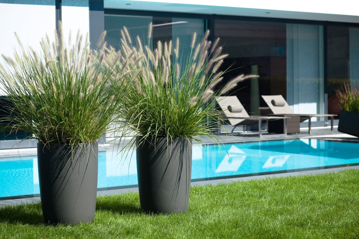 Пеннисетум лисохвостный бургунди Банни