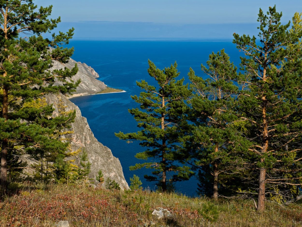 Сибирский кедр Байкал