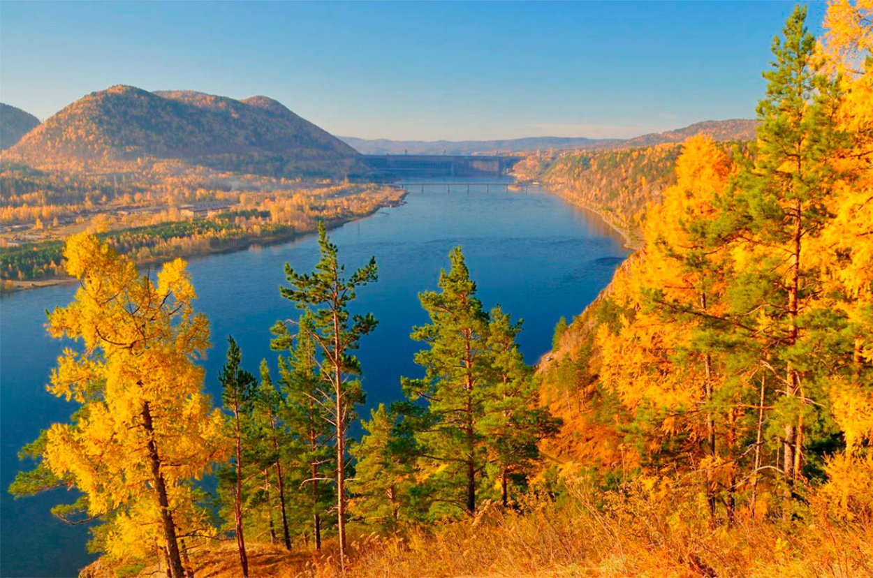 Сибирский кедр в тайге