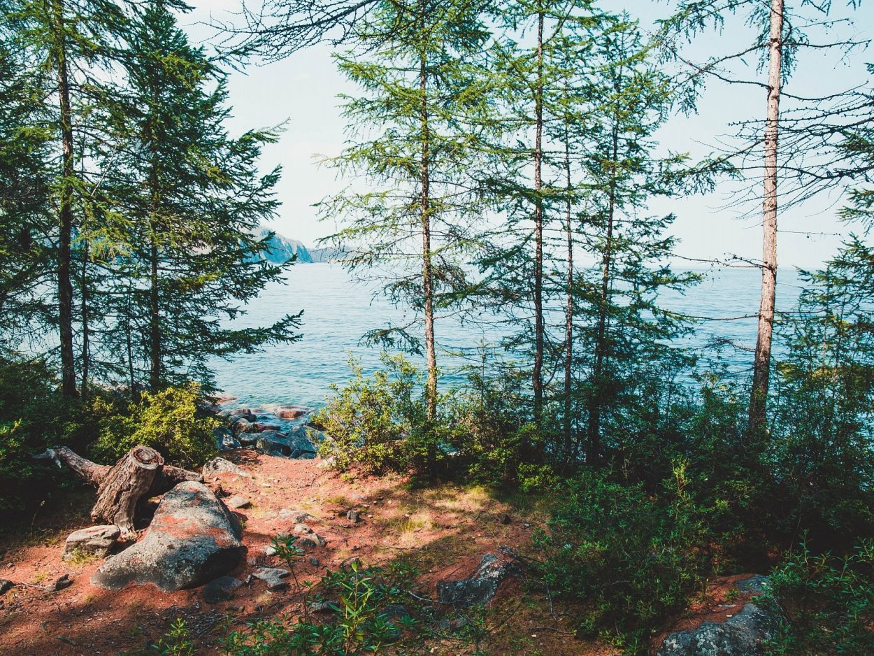 Байкальский лес Ольхон