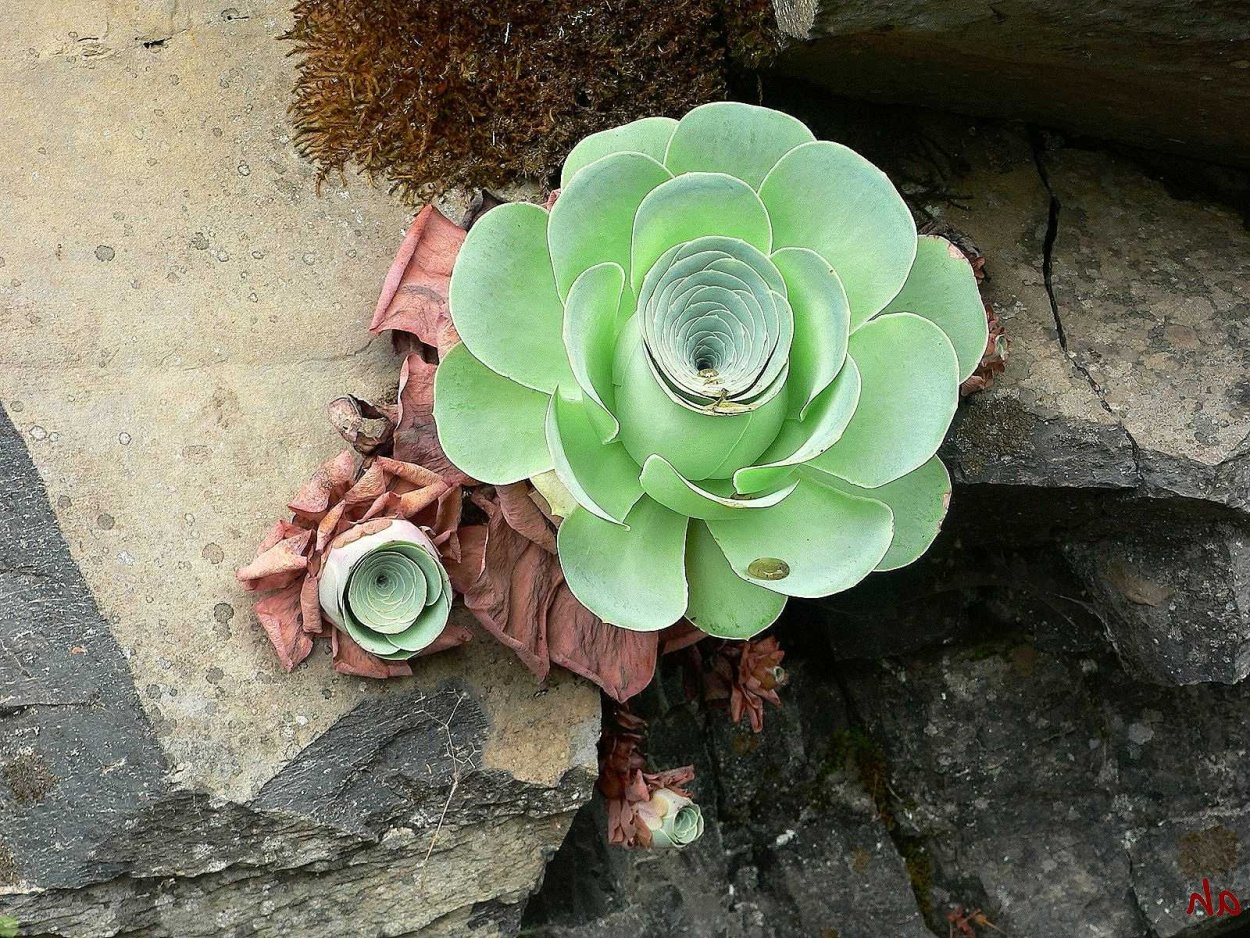 Greenovia Summer Rose