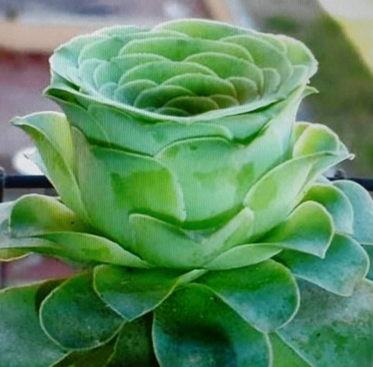 Эхеверия Гриновия