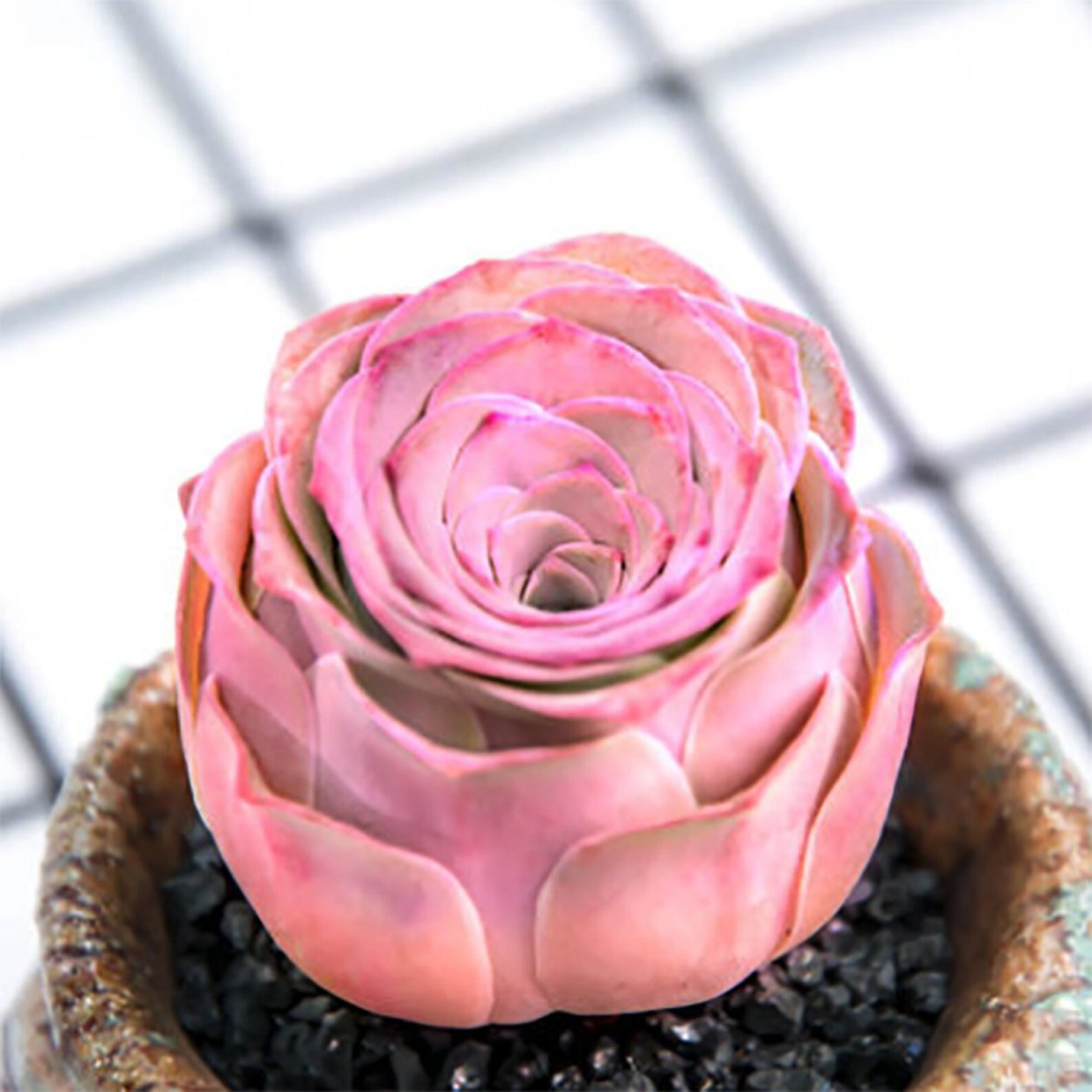 Инопланетные Суккуленты