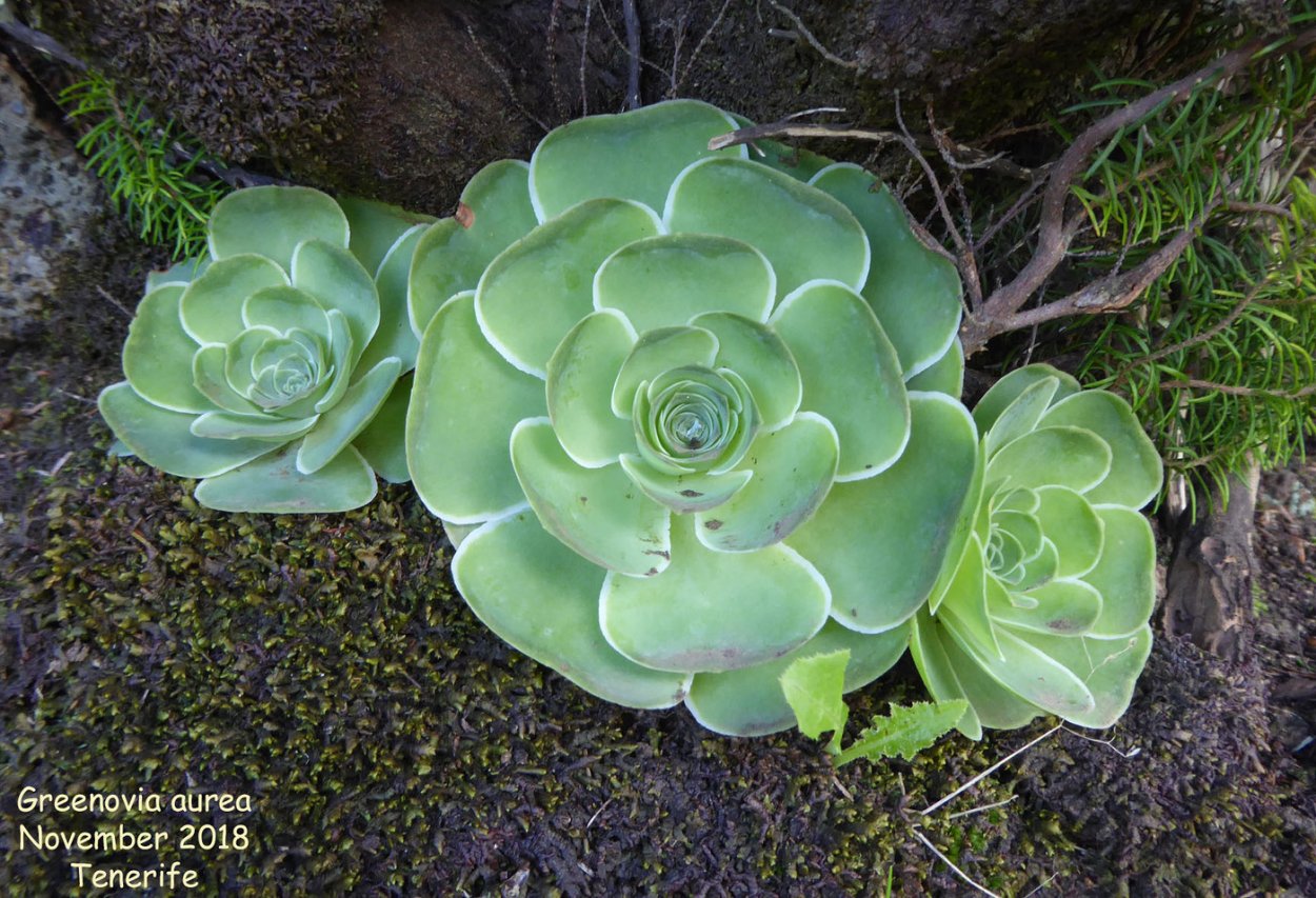 Greenovia Aurea 'Gran Canaria'