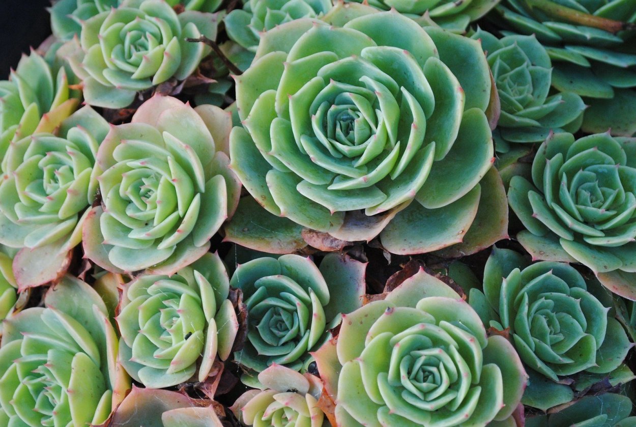 Greenovia dodrantalis (Гриновия)