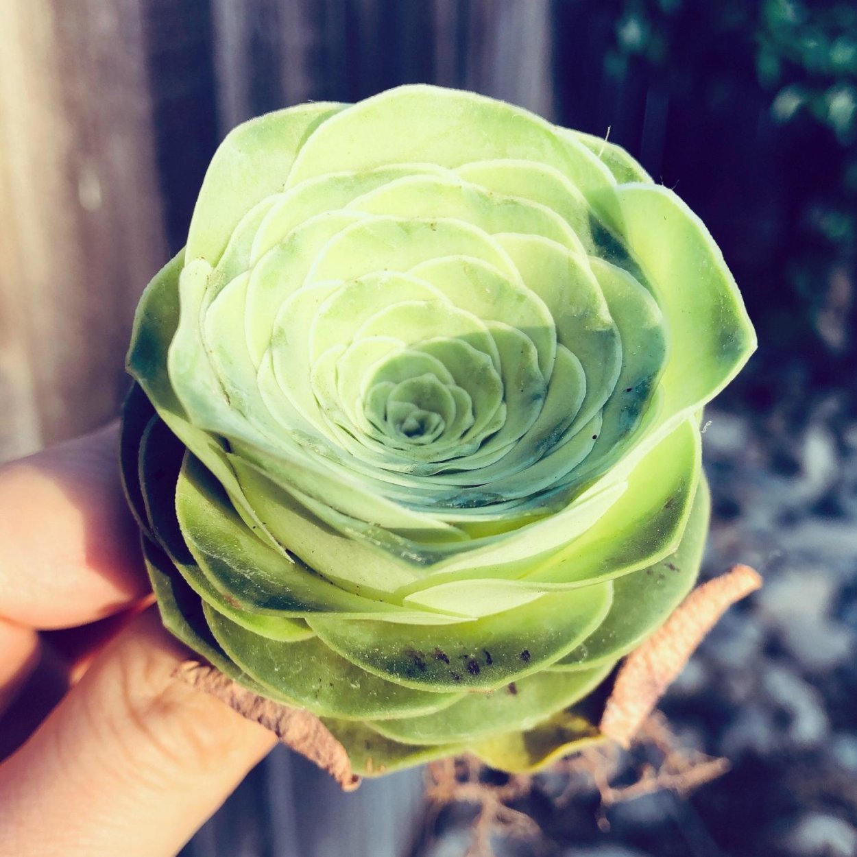 Розовый суккулент