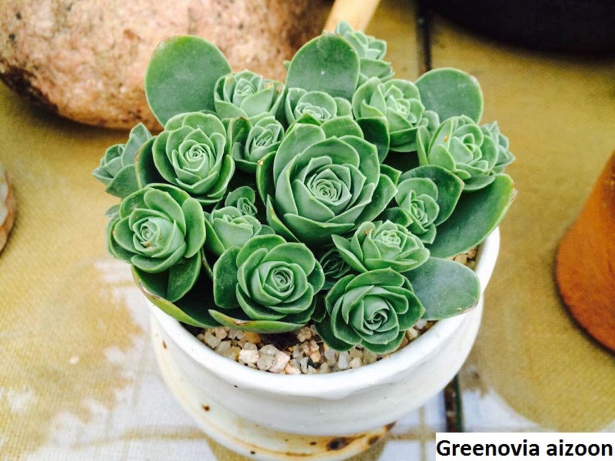 Суккулент Greenovia