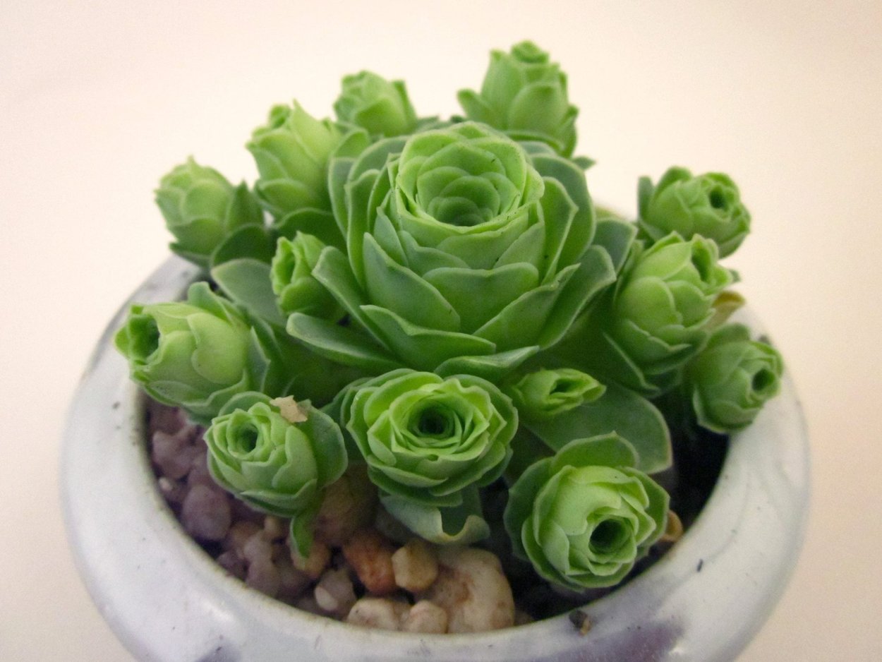 Greenovia dodrantalis