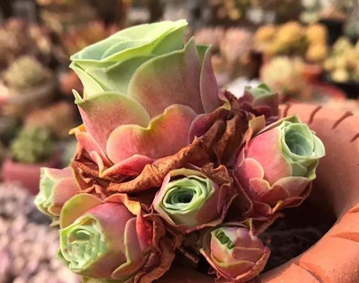 Гриновия семена