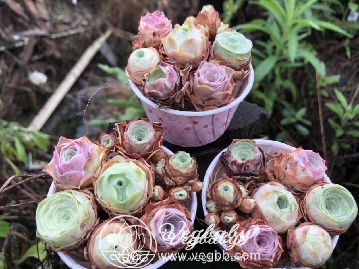 Суккуленты Greenovia dodrentalis