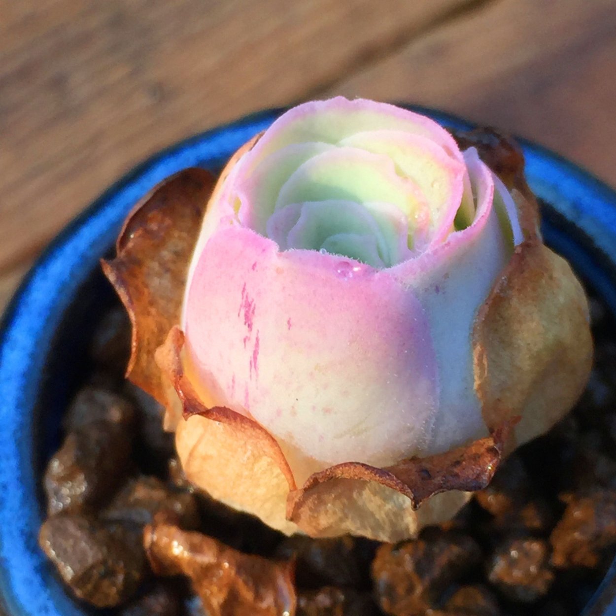 Почвопокровные Иониум (Aeonium)