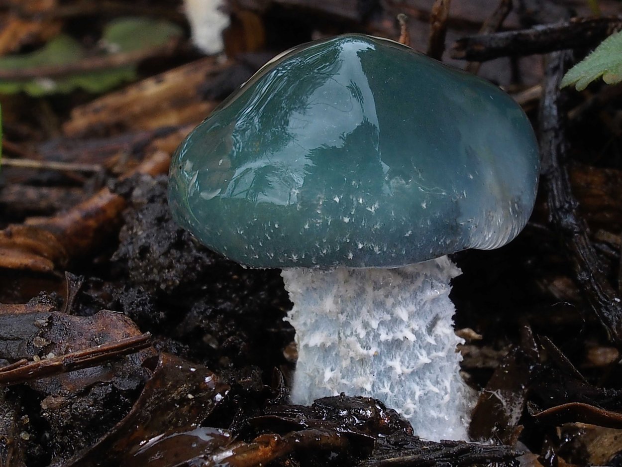 Строфария голубая