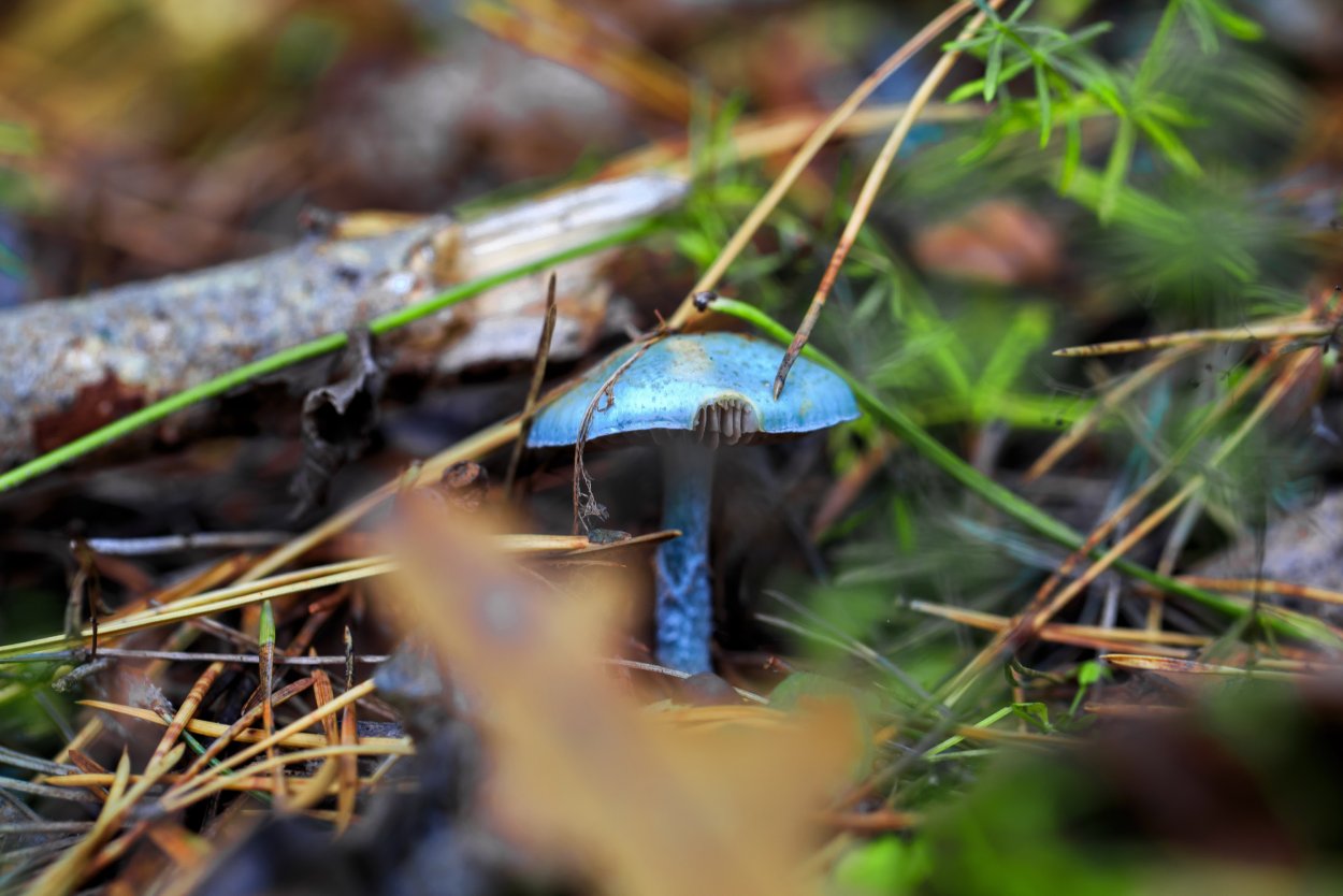 Поганка картинка