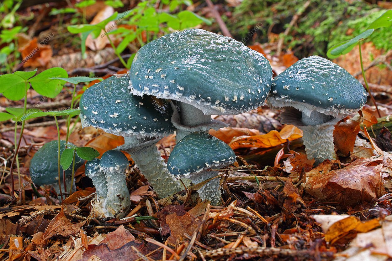 Гриб страфия синезеленая