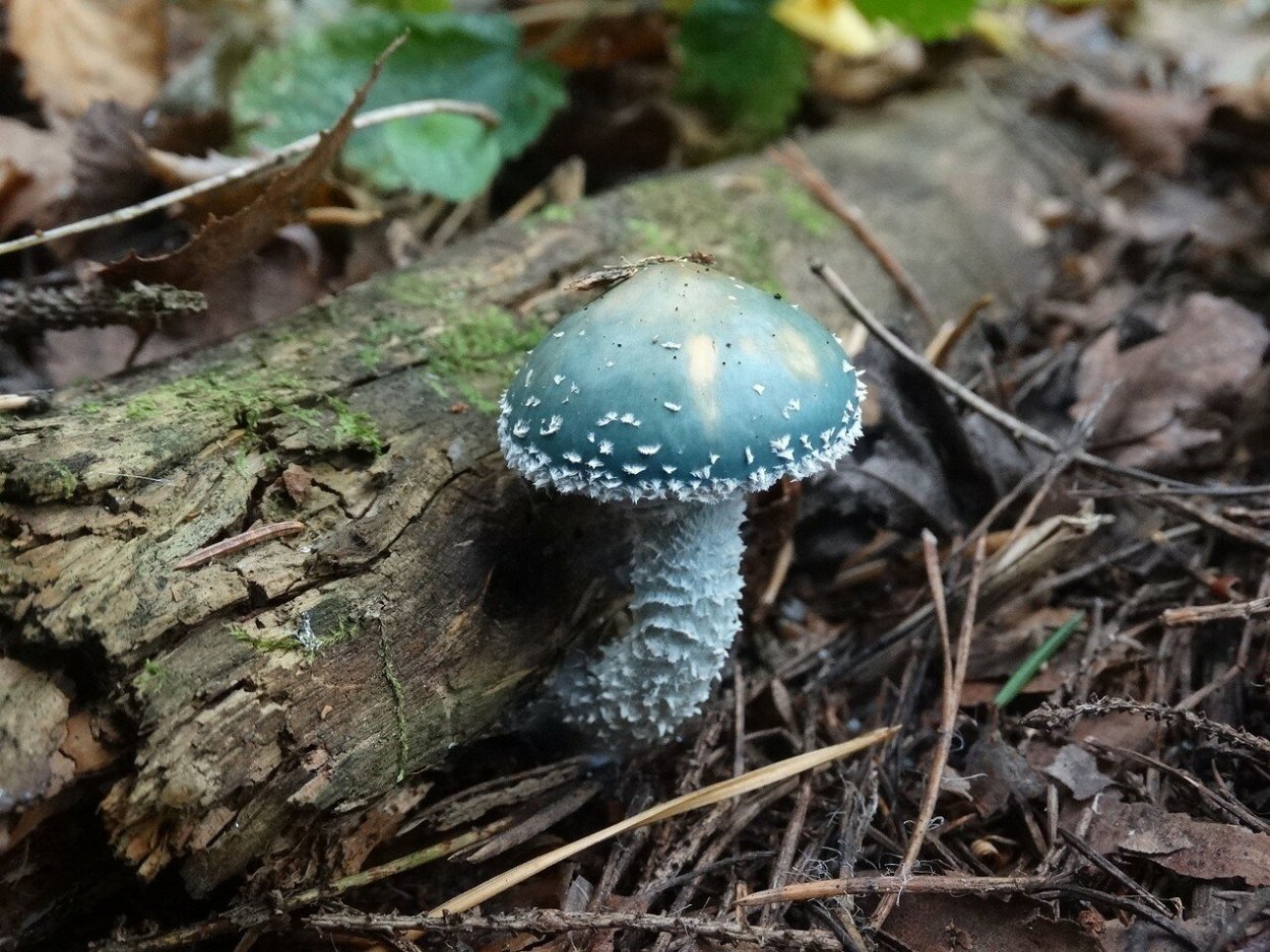 Строфария сине-зелёная лат Stropharia aeruginosa