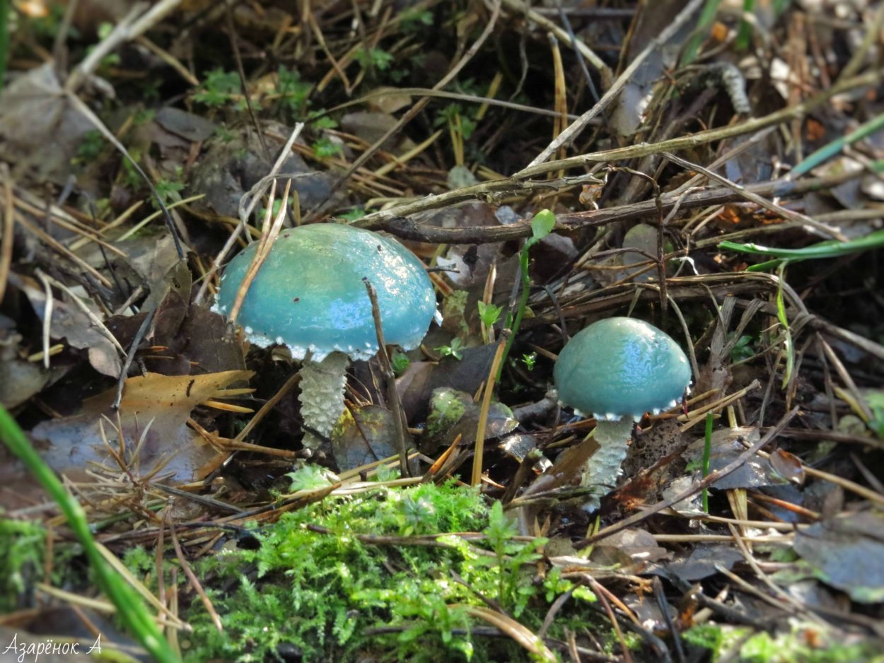 Гриб строфария сине зеленая