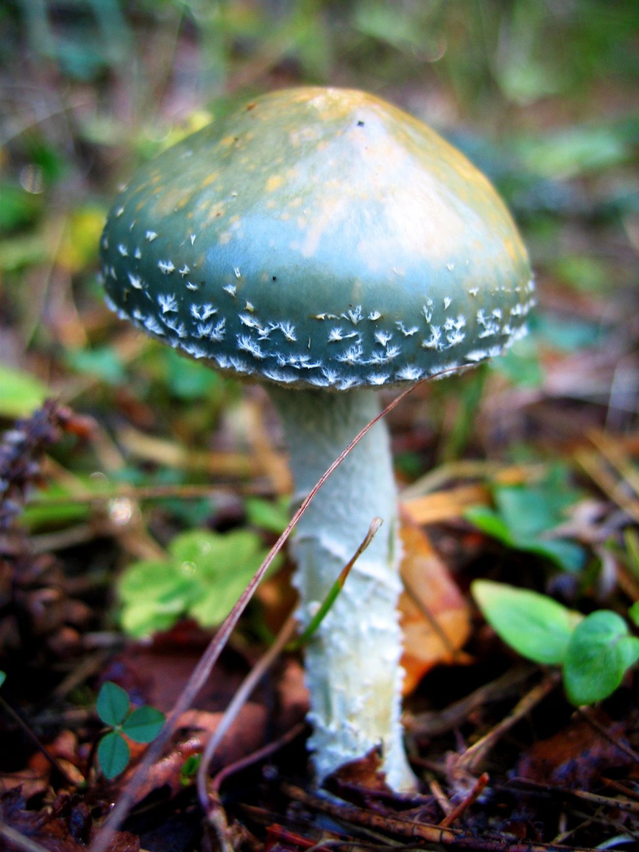 Светящиеся грибы Мартина Пфистера