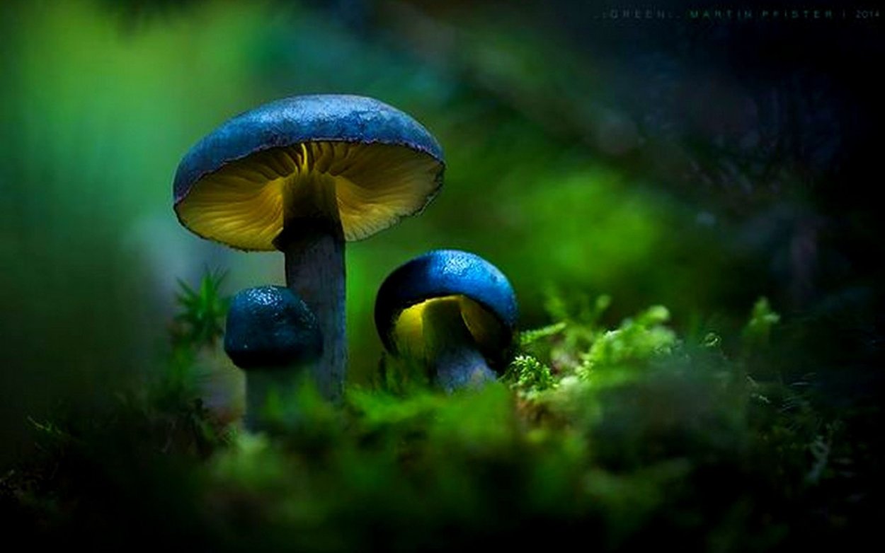 Млечник голубой гриб