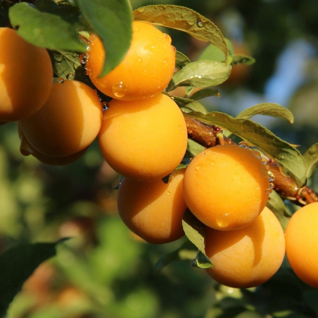 Слива желтая злато скифов