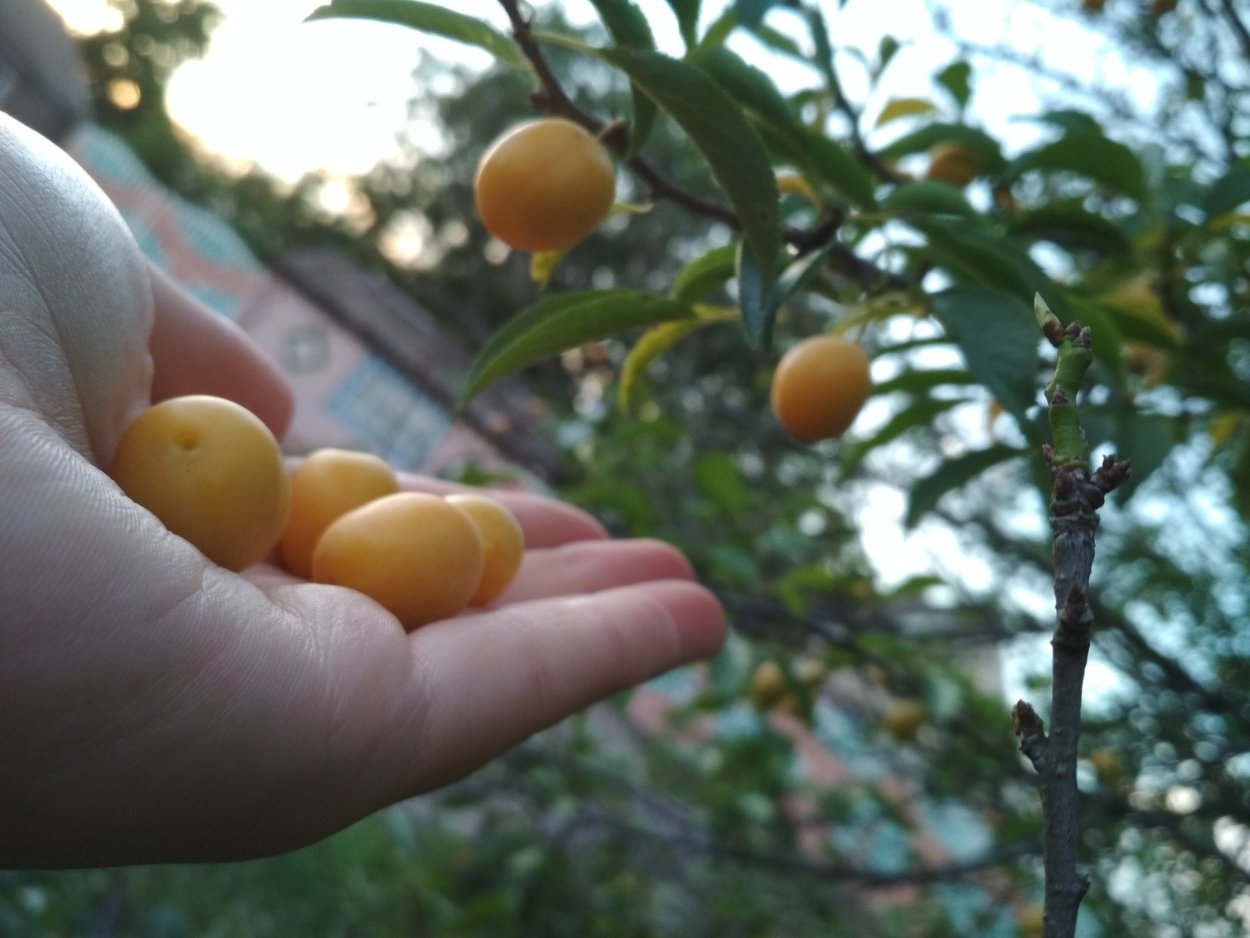 Алыча сформированное дерево