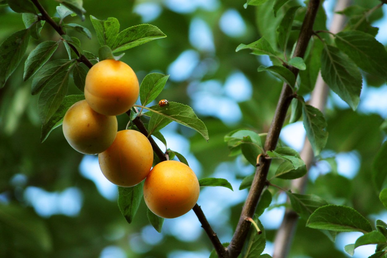 Алыча Никитская желтая