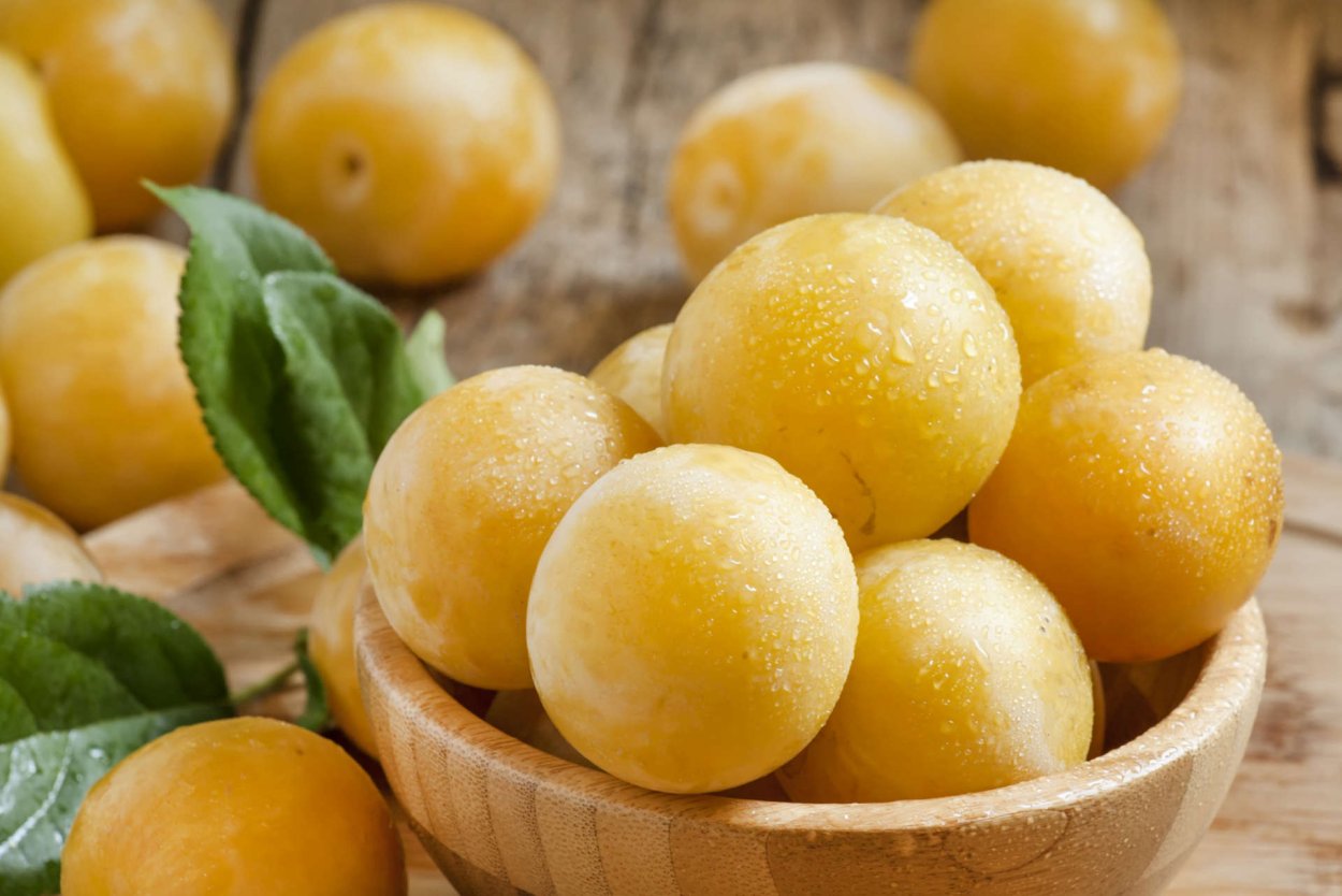 Слива Очаковская желтая