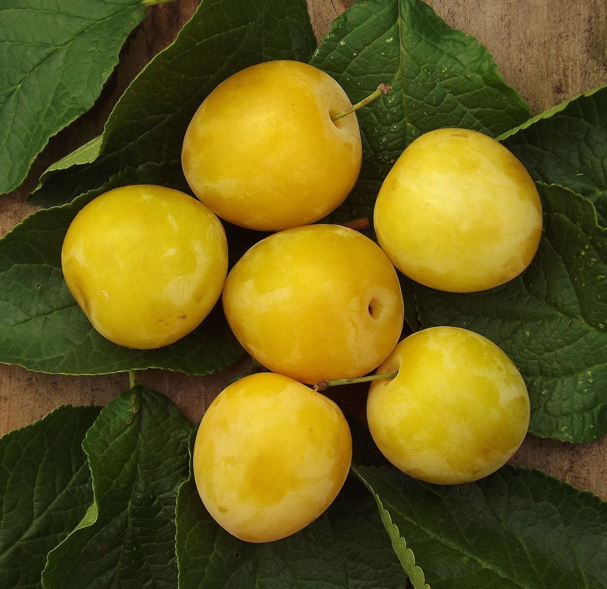 Алыча Кок Султан