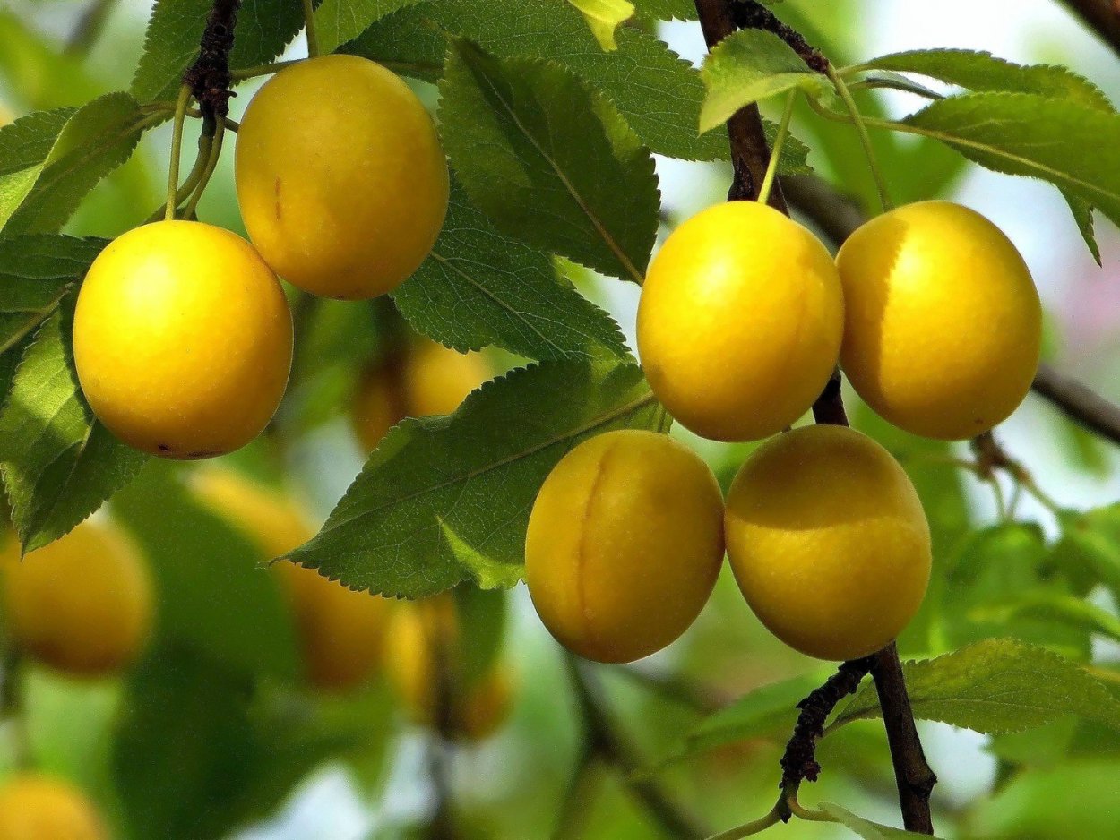 Алыча Клеопатра