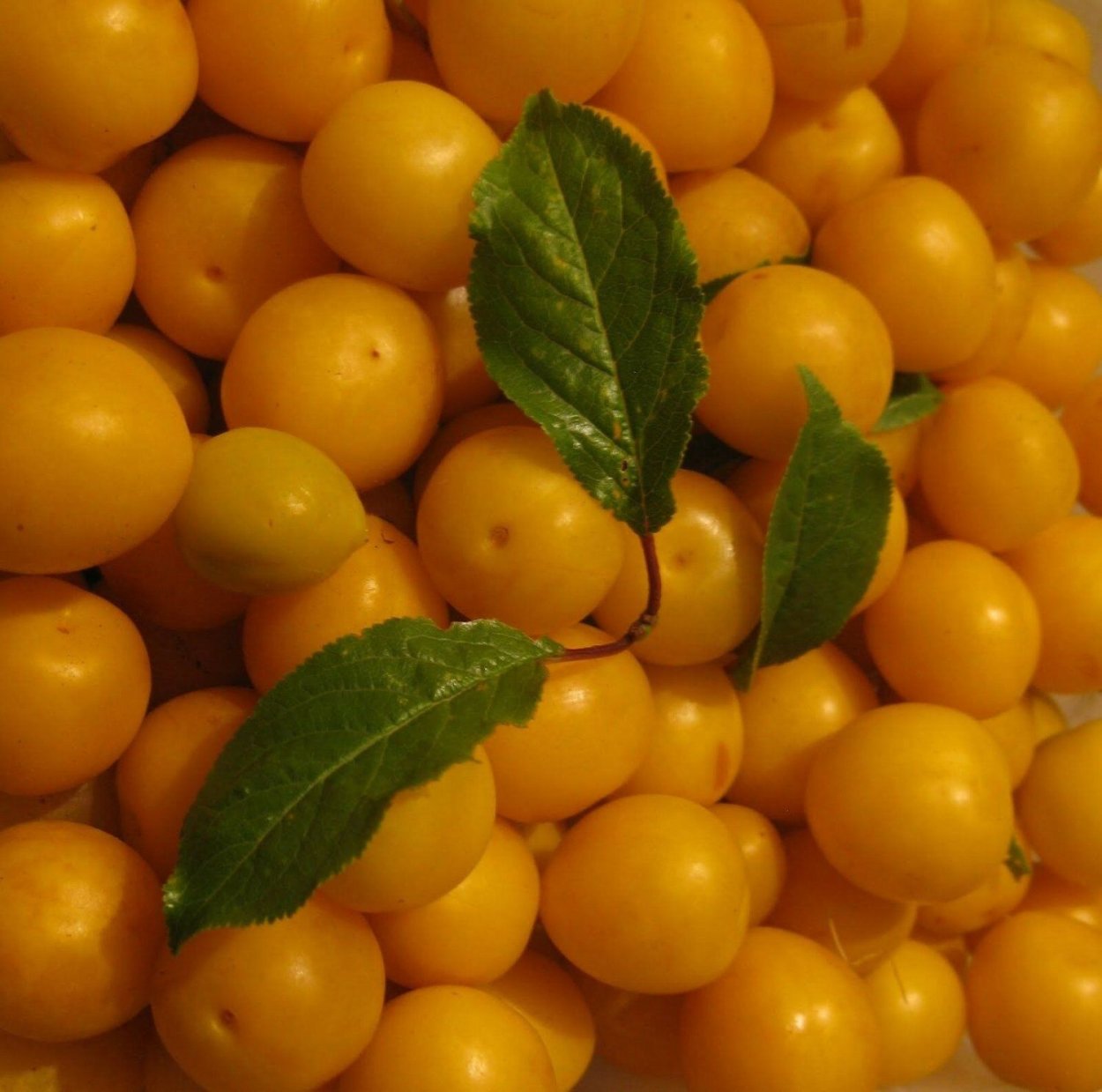 Алыча Мирабель