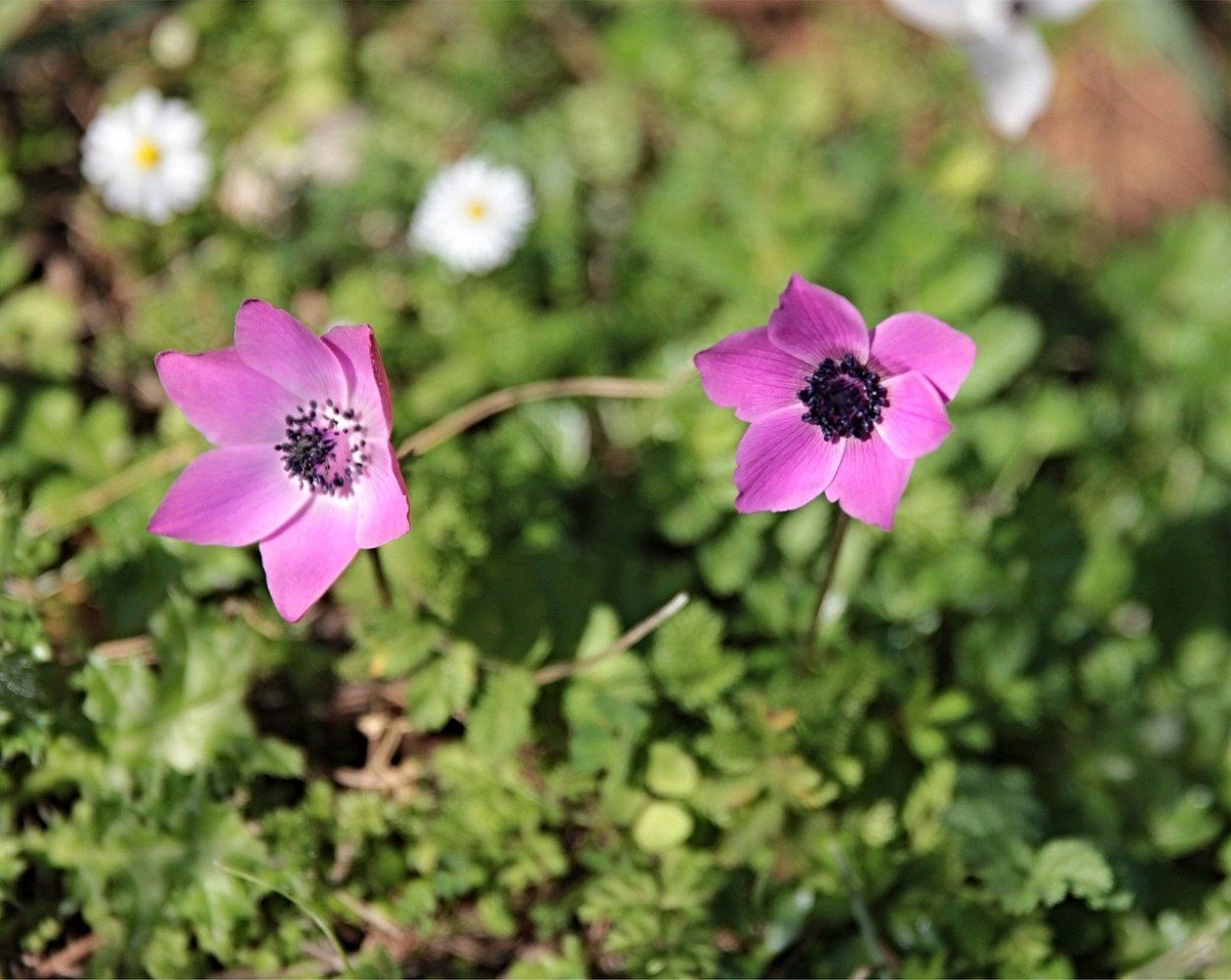Ветреница Honorine Jobert