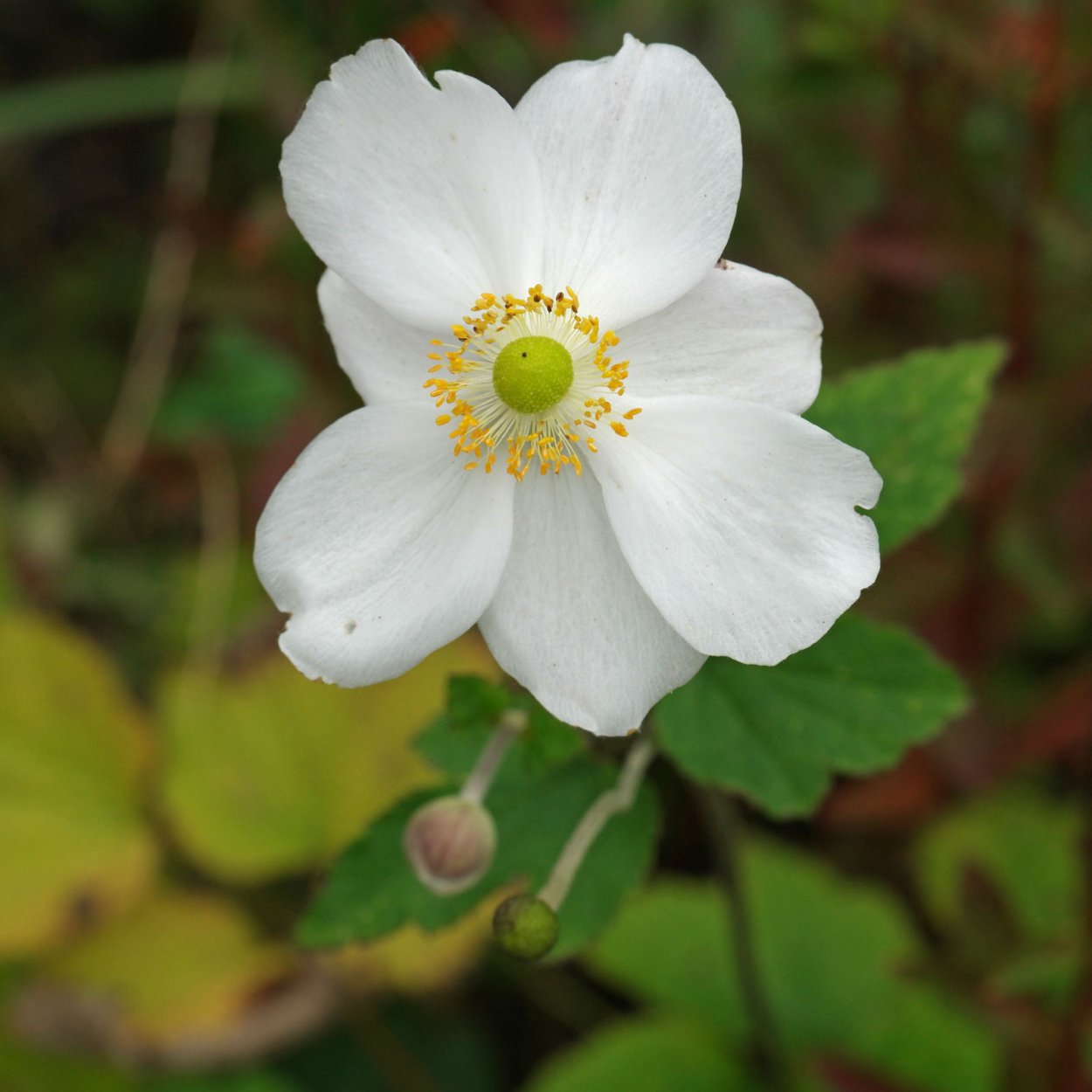 Анемона магелланская