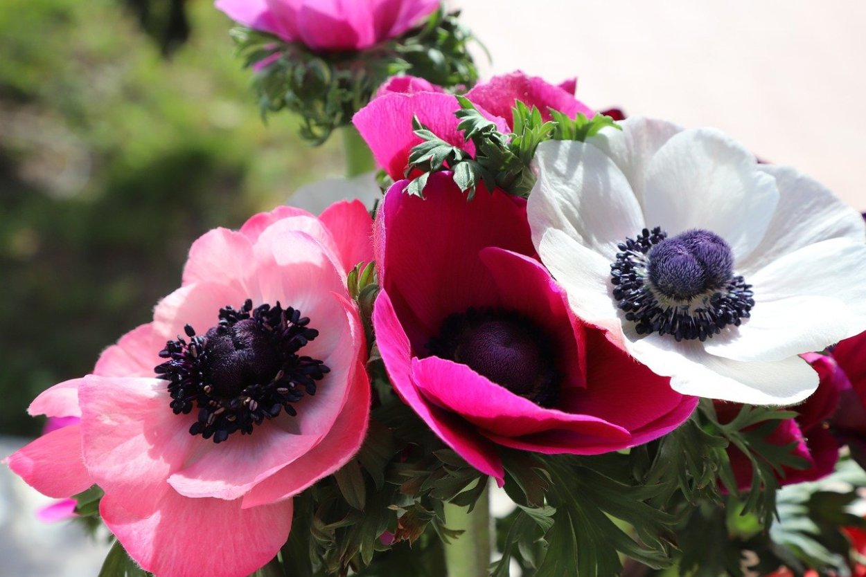 Анемона Дубравная