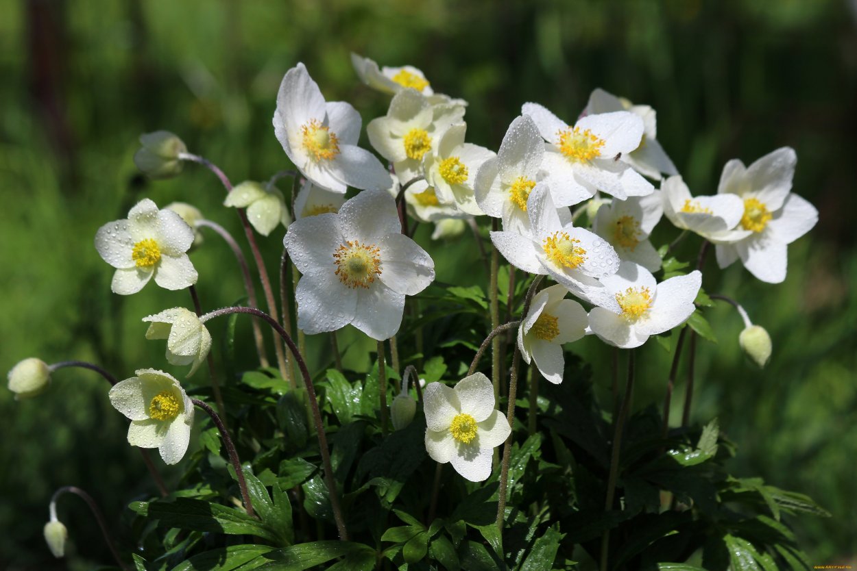 Анемона Лесная Мадонна