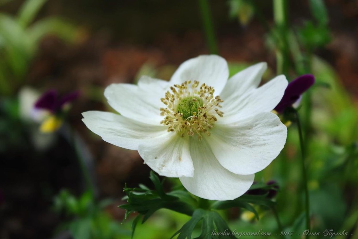 Анемон ветреница