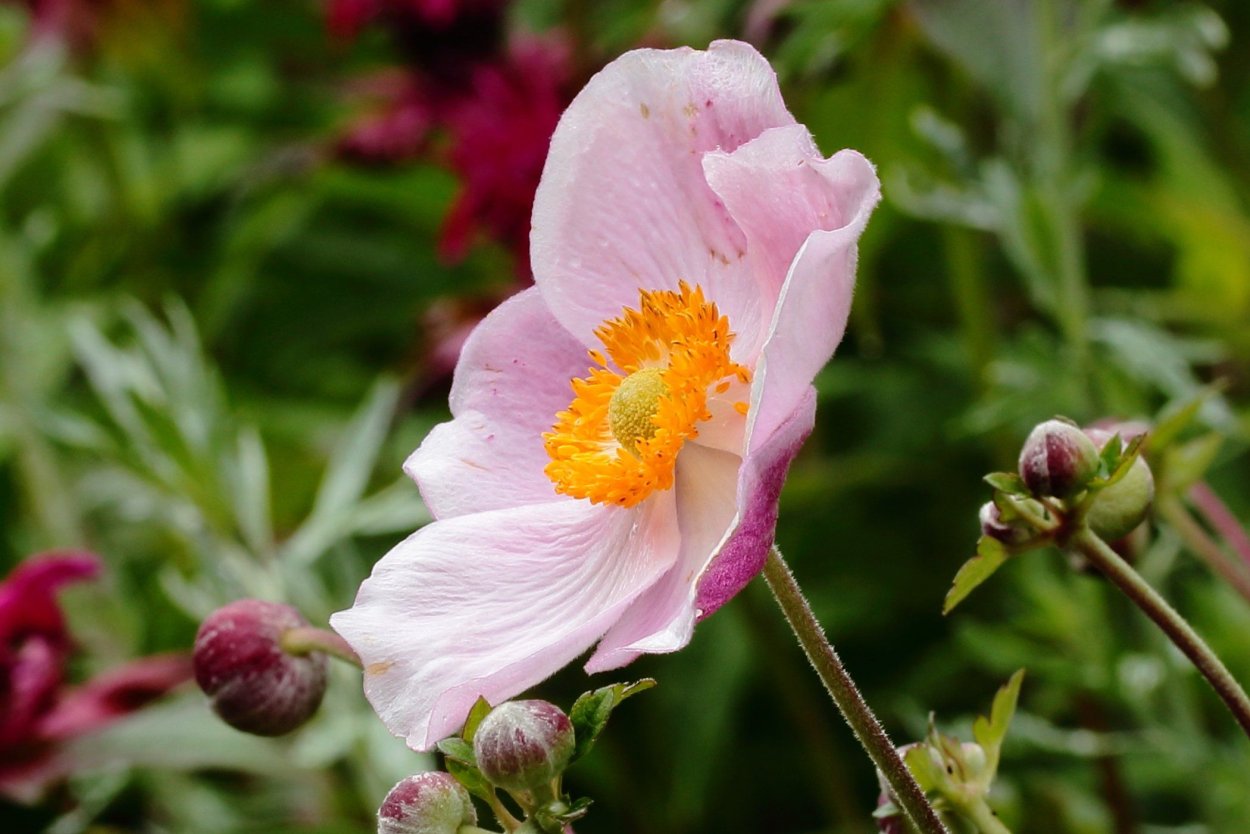 Ветреница виноградолистная