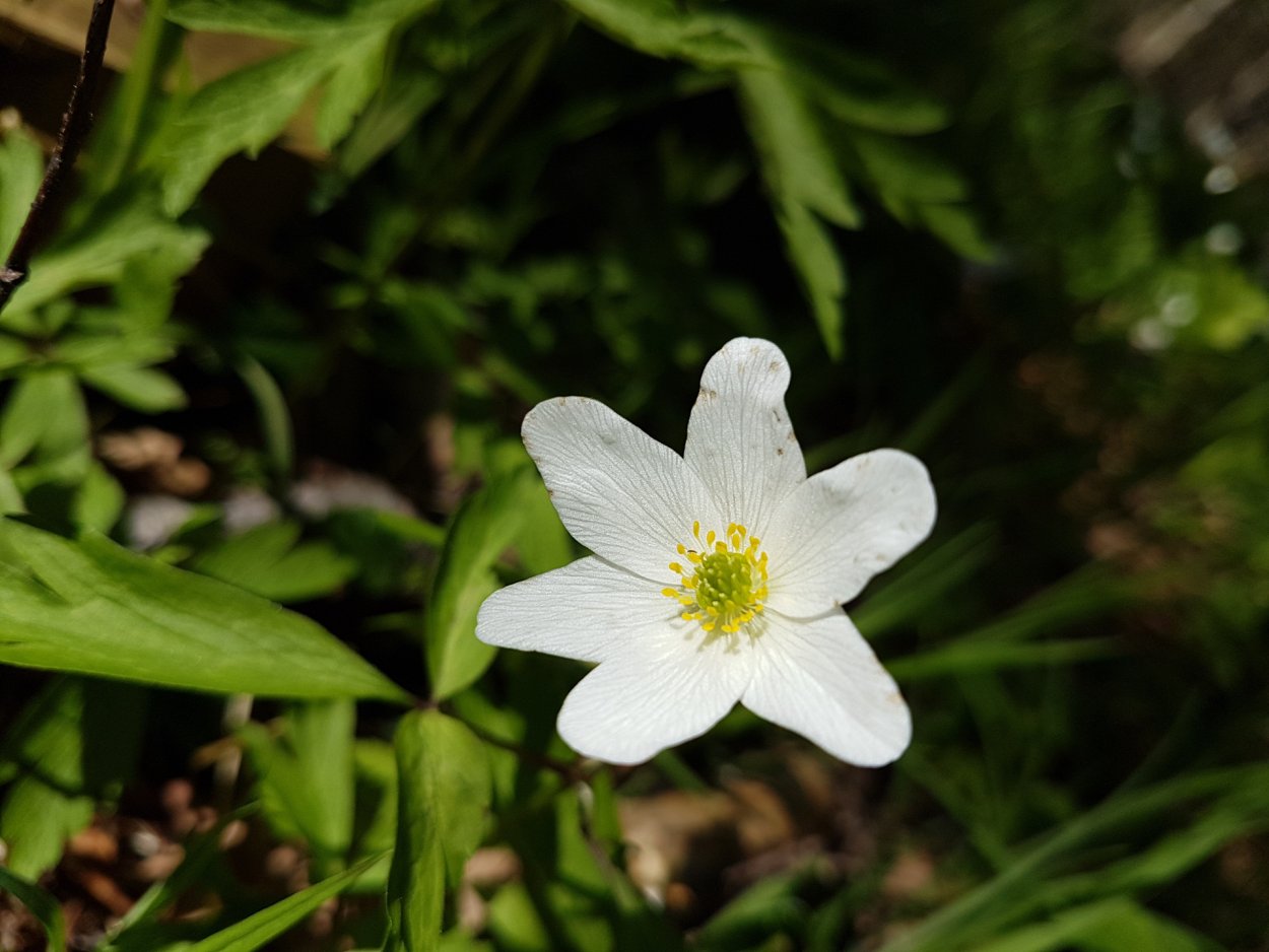 Анемона Верлвинд