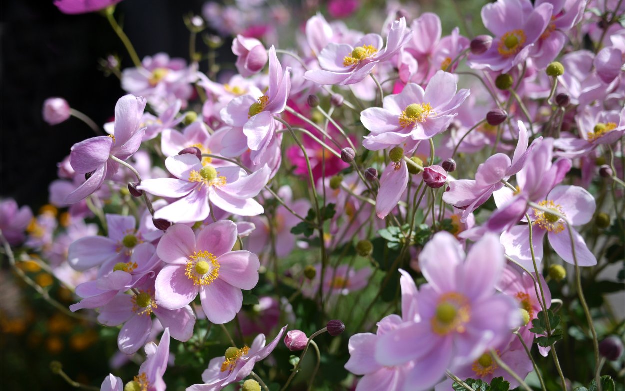Е́треница лес-ная (Anemone Sylvestris)