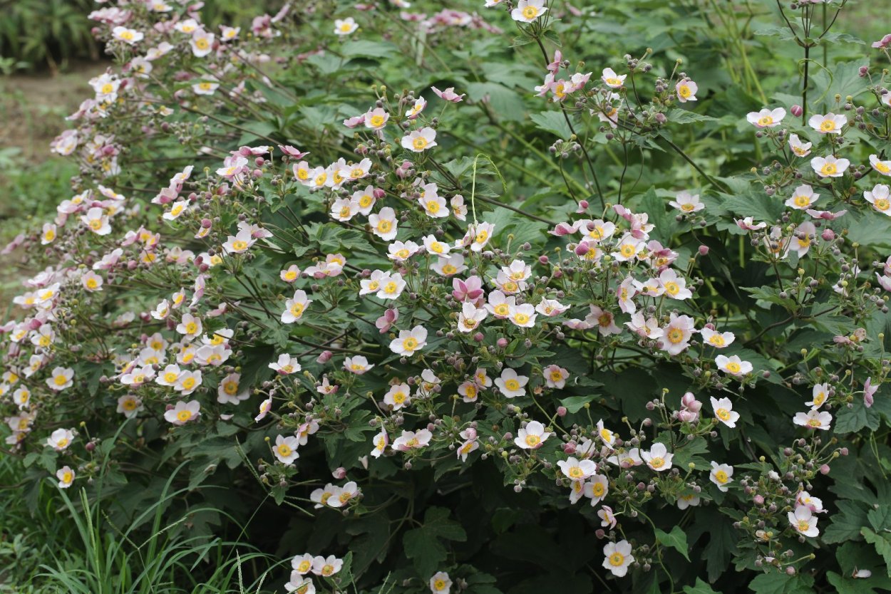 Анемона кустарниковая