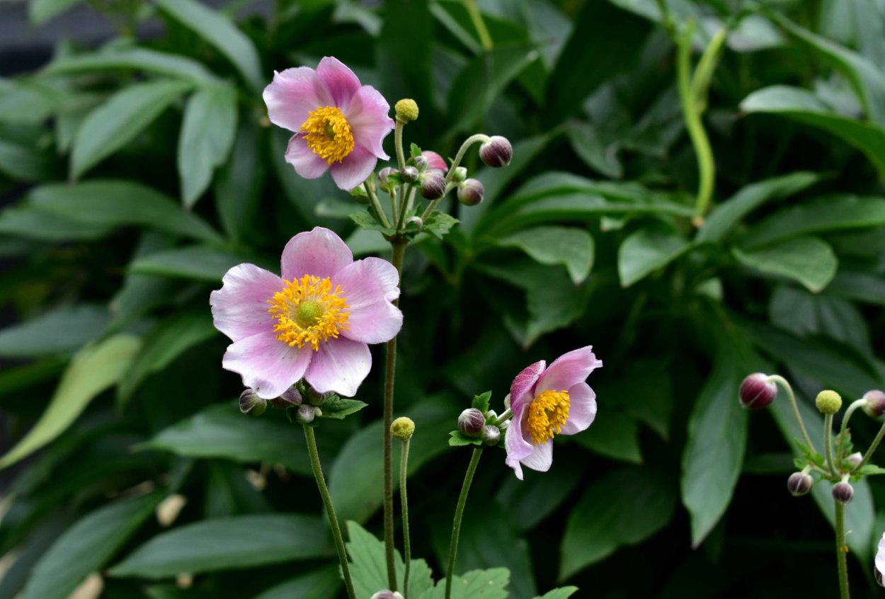 Анемона виноградолистная / Anemone vitifolia / (р9)