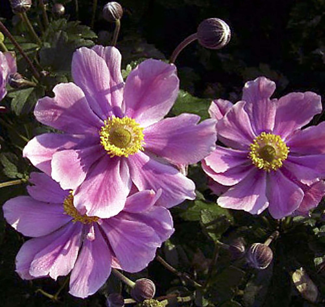 Анемона Удская