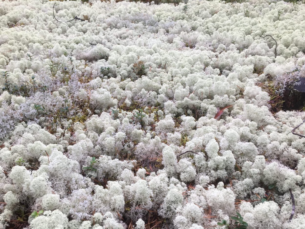 Олений мох ...... Белая Сова