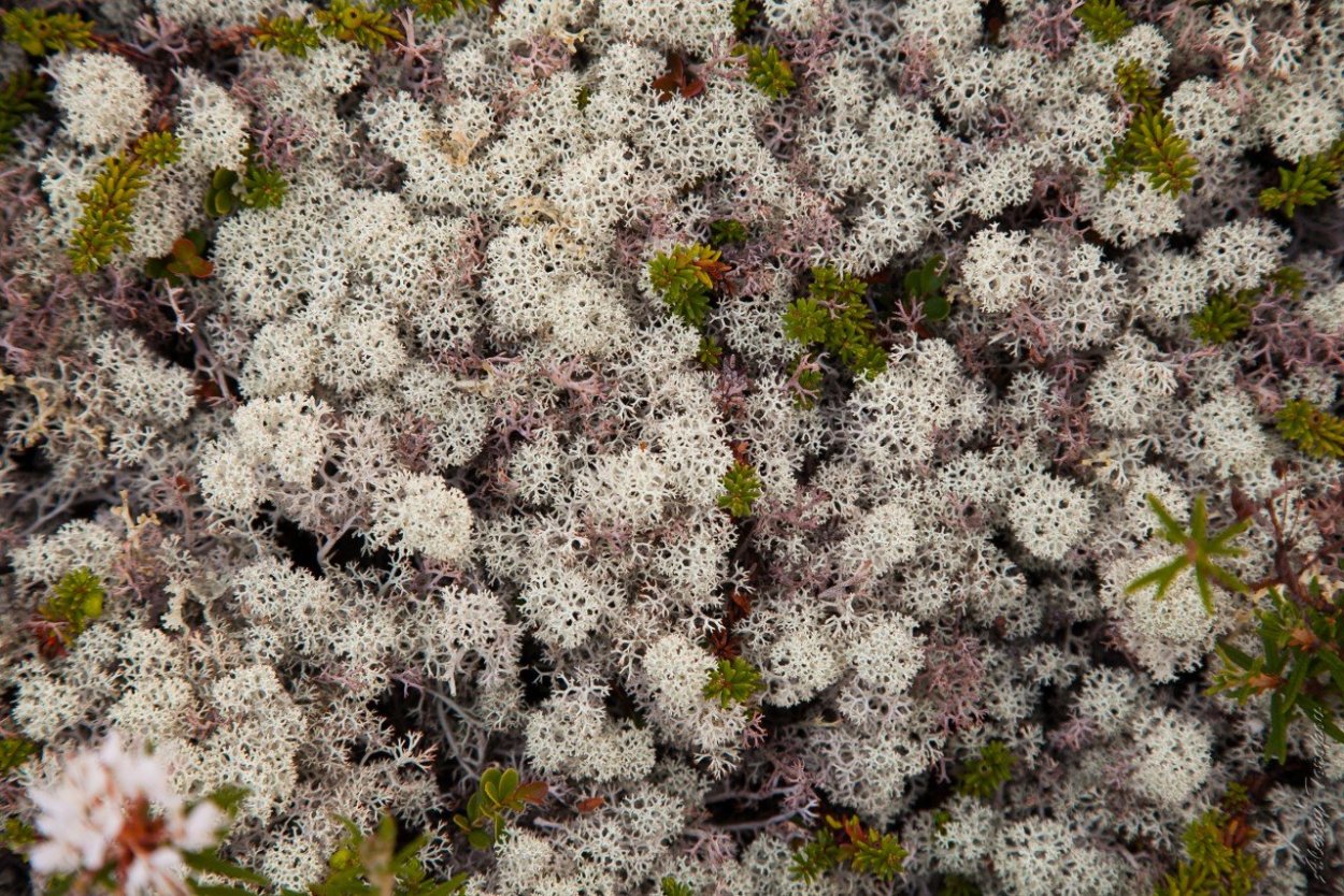 Белый мох сфагнум