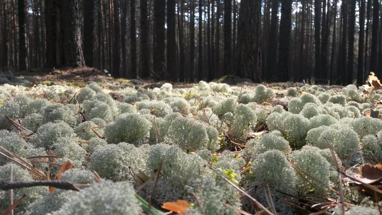 Подосиновики на Кольском полуострове