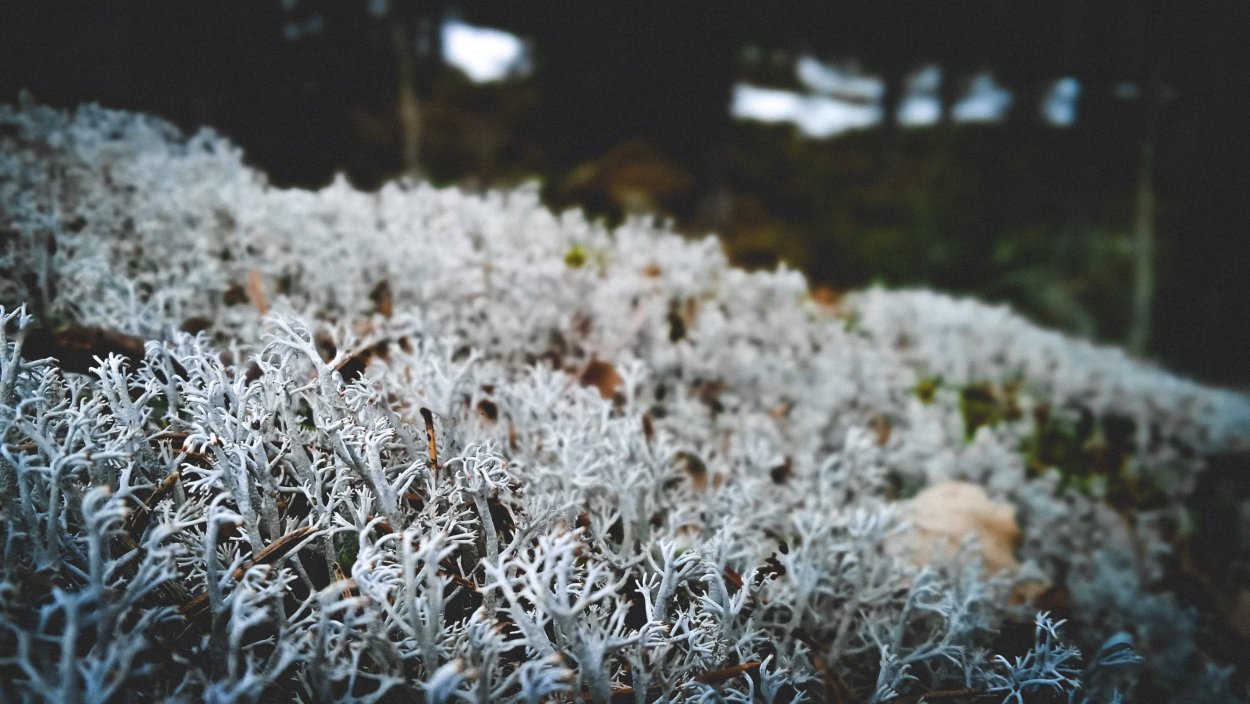 Сфагнум и ягель